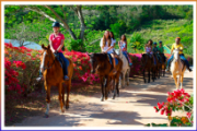 caribbean-world-horseback-riding-2
