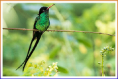 caribbean-world-hummingbird-jamaica